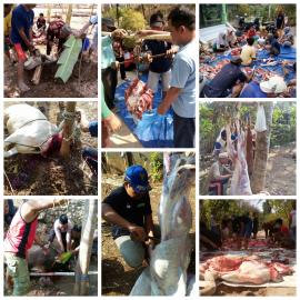 Pelaksanaan Qurban Desa Gombang 1440 H