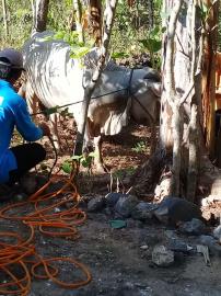 Pelaksanaan Kurban Ditengah Pandemi